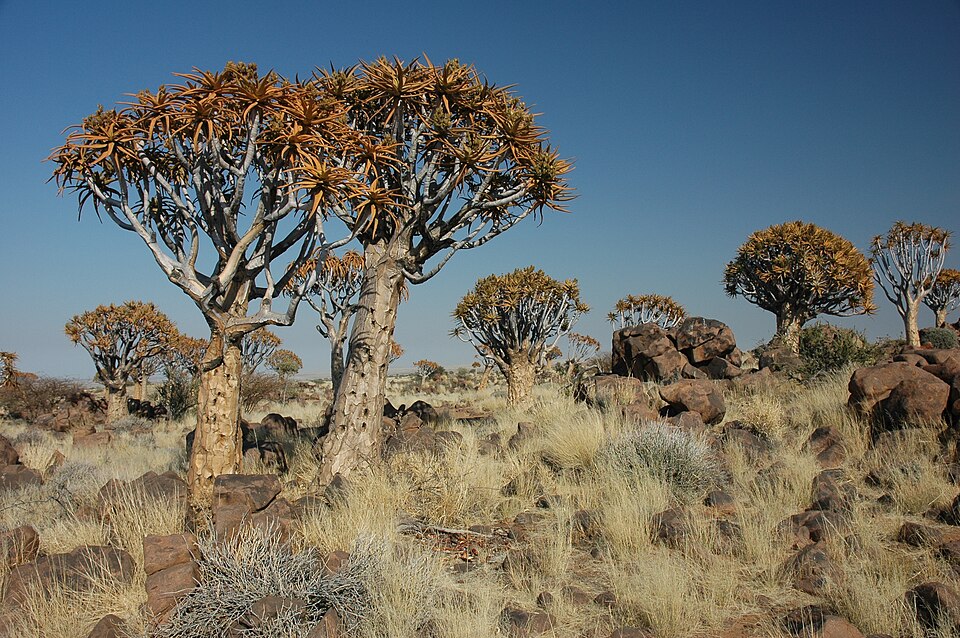 Natuurspeeltuin Brielle Bloeit